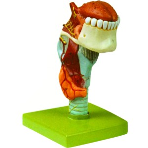 Larynx with Tongue & Teeth Model 5 Parts